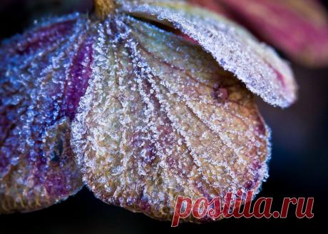 Иней, хрупкая красота... Волшебные фотографии;) - Фотопанорама