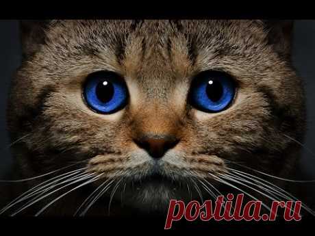 Cat breeds породы кошек - YouTube