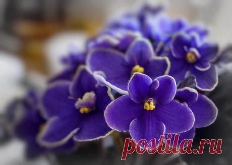 Как реанимировать погибающую фиалку Как спасти домашнюю фиалку, которая засыхает или заражена.