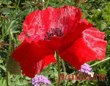 Легенды Цветочного гороскопа. Мак (1 марта — 10 марта)