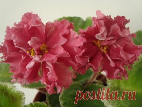 Особенности фиалки Шикарный мак