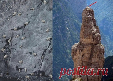 Козлы скалолазы – Ибексы Ибексы – это горная порода козлов скалолазов, настолько гибкая и виртуозная, что дают фору не только другим животным, но и альпинистам.