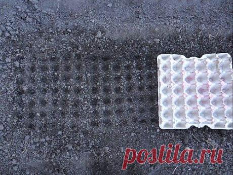 Коробки из-под яиц для быстрой разметки грядок.