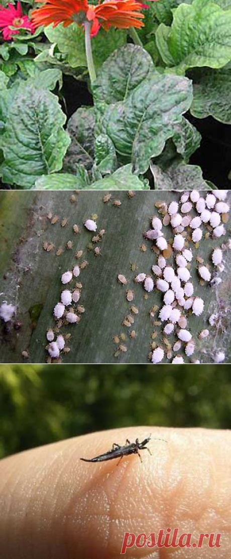 Болезни герберы - мучнистая роса, загнивание,серая гниль. | Мое подворье