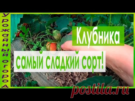 ►МОЙ ЛЮБИМЫЙ СОРТ КЛУБНИКИ!!!САМЫЙ СЛАДКИЙ!!!