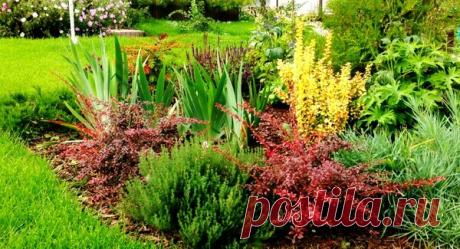 Расскажу, чем интересны модные кустарники: спирея и барбарис? Обзор, фото и подводные камни | Секреты Сада | Яндекс Дзен