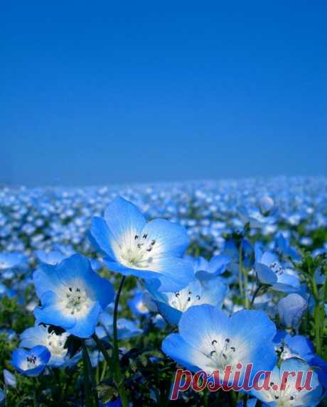 Парк Хитачи, Япония