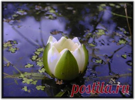 Легенды Цветочного гороскопа. Кувшинка (2 июля — 12 июля)