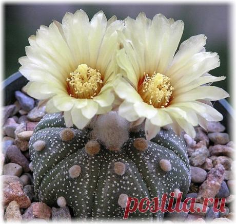 Кактус Астрофитум - выращивание и содержание, фото и виды