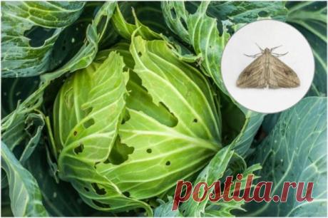 Дырки на капусте – кто виноват и что делать | Секретный огород