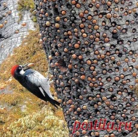 А у нас "дятлы" вообще запасов не делают. Живут одним днём 🤣