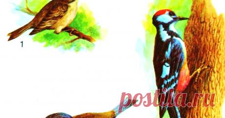 Вкусный Огород: Насекомоядные птицы