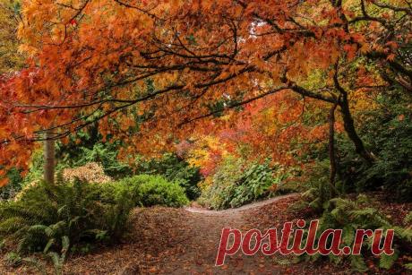 Тропинка в лесу Сиэтла, США. © Dean Forbes | 20 мест, где осень невероятно прекрасна | adme.ru