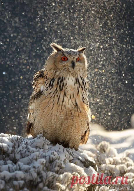 Найдено на сайте owlygeek.tumblr.com.