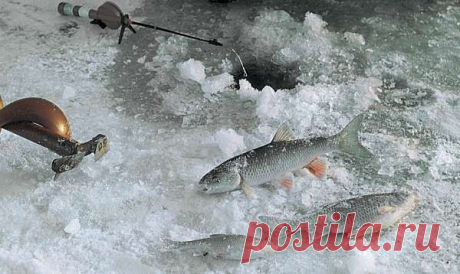 Все способы ловли голавля зимой | НА РЫБАЛКУ !!!!