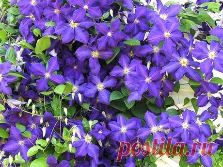 ДАЧА. СОВЕТЫ ПОЧВОВЕДА ТРАННУА. КЛЕМАТИС. | Самоцветик