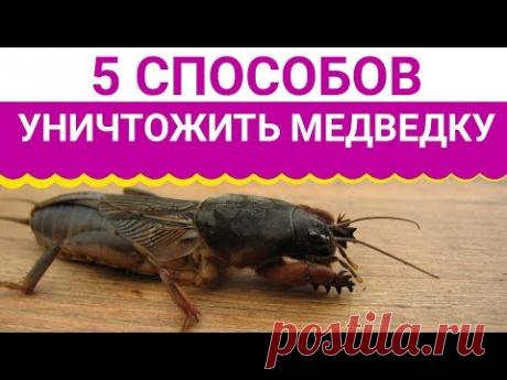 5 ПРОСТЫХ СПОСОБОВ КАК ИЗБАВИТЬСЯ ОТ МЕДВЕДКИ!