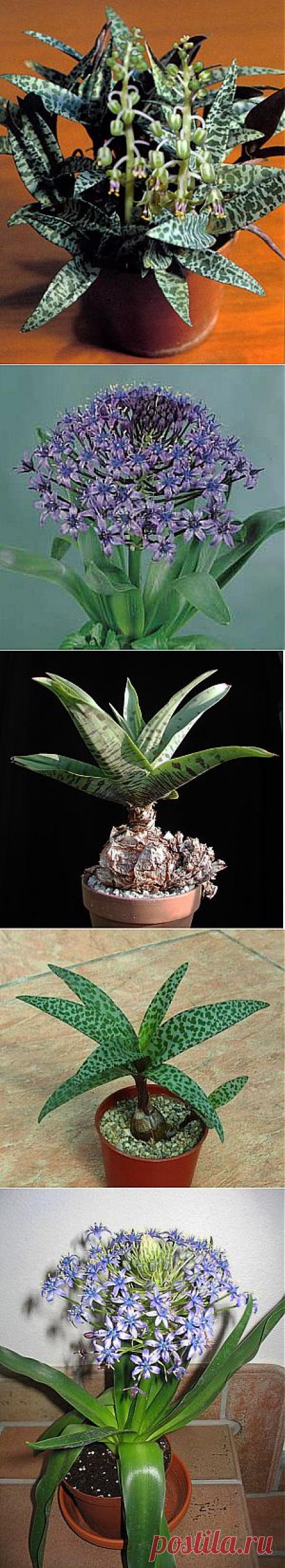 Сцилла - виды и уход в комнатных условиях | GreenHome