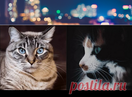 Какая память у кошек | Полезные советы