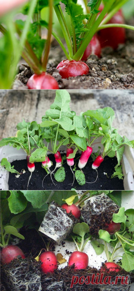 Редис на подоконнике: выращивание зимой и летом в домашних условиях