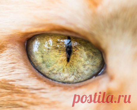 Макросъемка кошачьих глаз