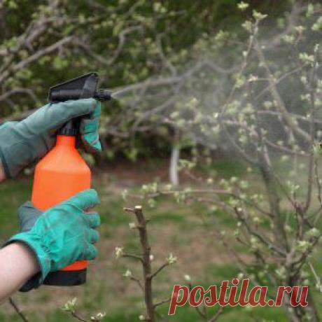 Усадьба | Садовод : Железный купорос – что это и для чего применяется в саду?