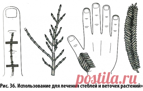 😉: ЛЕЧЕНИЕ С УЧЕТОМ ПОДОБИЯ ФОРМЫ И СВОЙСТВ РАСТЕНИЙ (СЕМЯН)