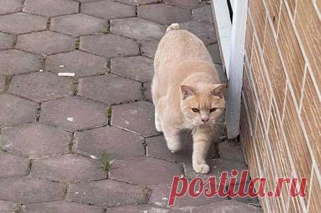 Жирный кот, толстый пес. Почти половина животных в Москве — с ожирением. По статистике столичного Комитета ветеринарии, 40 процентов домашних животных москвичей имеют лишний вес. Из-за чего коты и собаки растут вширь как на дрожжах и что с этим делать, выяснял aif.ru.