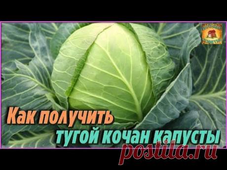 КАПУСТА отреагирует МГНОВЕННЫМ РОСТОМ после этой простой ПОДКОРМКИ и завяжет КРУПНЫЕ КОЧАНЫ