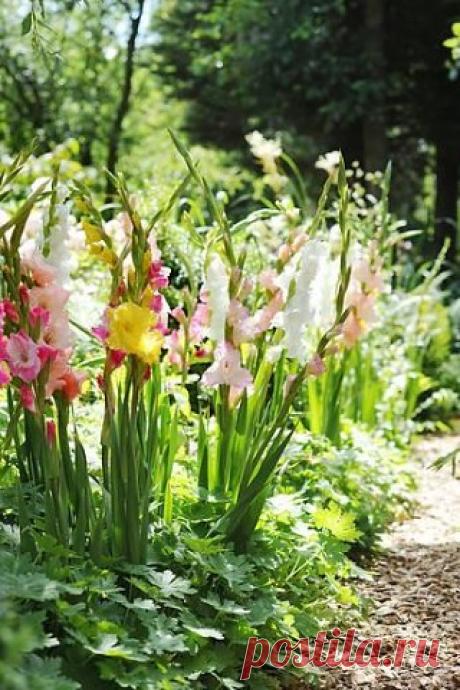 Одноклассники