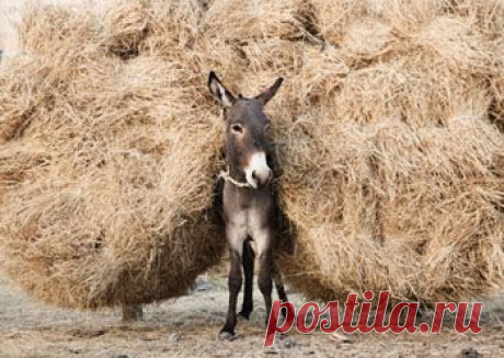 Эта короткая сценка для домашнего кукольного театра познакомит зрителей с басней замечательного русского баснописца 18 века Ивана Ивановича Хемницера и еще раз напомнит детям и взрослым о том, как важно делать добро ближним.