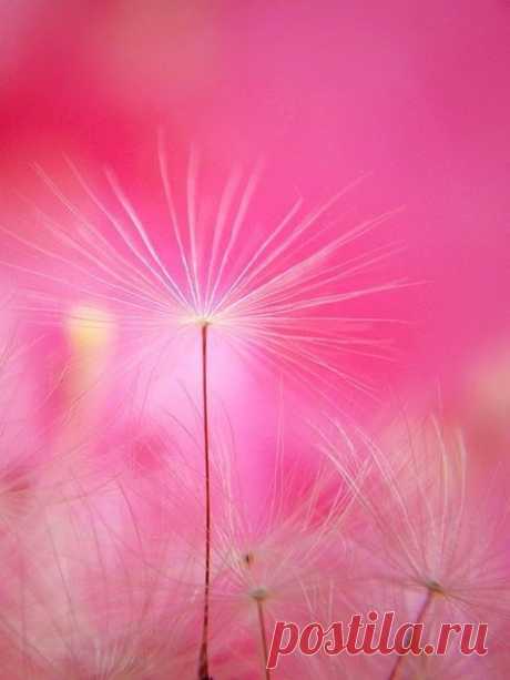 Жизнь в цвете (Фото Подборки)