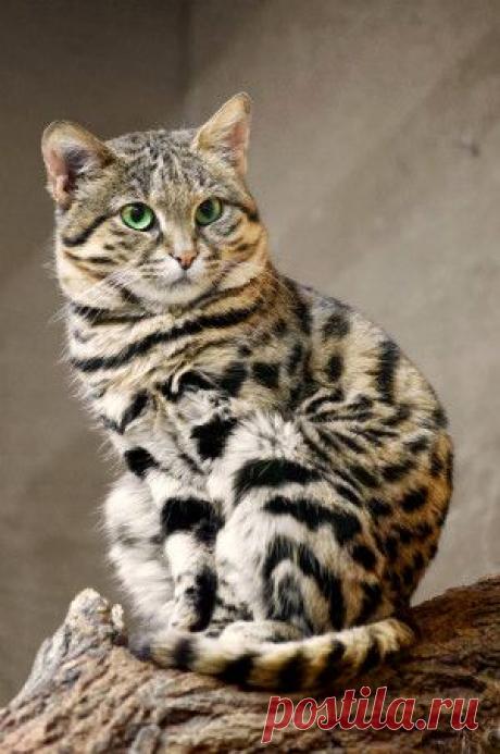 просто животные – Сообщество – Google+Черноногая кошка – одна из таких таинственных обитательниц планеты Земля. Территориями ее проживания считаются земли самого жаркого континента – Африки. Эту дикую хищницу встречают в Намибии, Анголе, некоторых областях ЮАР, Зимбабве и Ботсване.