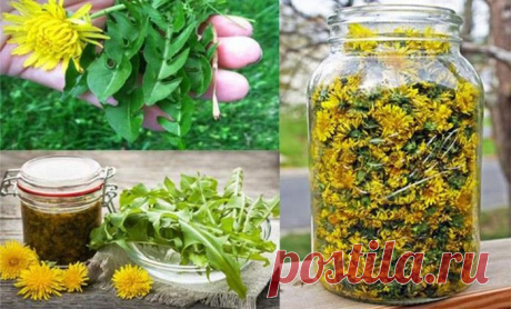 Одуванчик лечит рак, гепатит, заболевания печени, почек, желудка… Вот как правильно приготовить его!