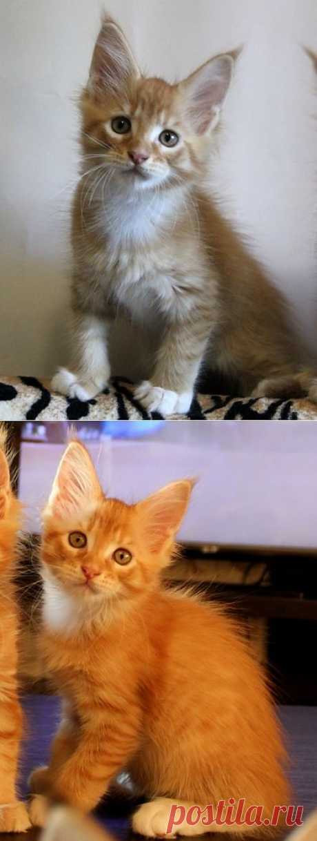 Котята мейн-кун. Продажа котят мейн-кун.