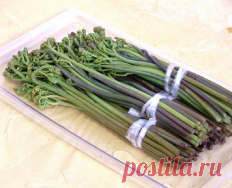 Как варить папоротник с замачиванием и без. Сколько варить папоротник. Как правильно варить папоротник. Сколько вымачивать папоротник. Как приготовить суп из папоротника.