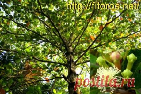 "Гвоздика" Лечебные свойства