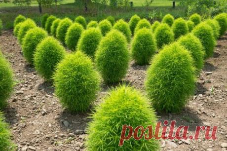 Кохия или «летний кипарис»
#кохия