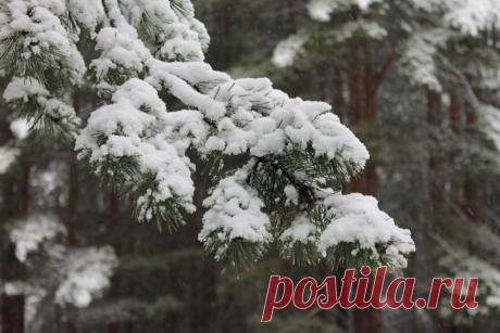 Ветвь сосны