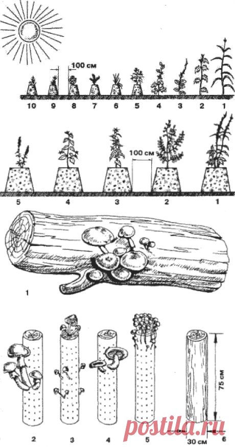 Вертикальный огород. Сад своими руками. Вертикальные грядки. Конструкция вертикального интенсивного сада, огорода, виноградника, ягодника.
