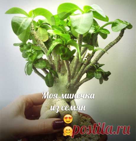 Какие же все-таки мини адениумы очаровательные. По мне так - это самое лучшее, что есть в адениумах. Они ведь все далают сами: сами кустятся, сами принимают бонсайную форму, сами сохраняют компактность. Нам остается только ухаживать и любоваться 😃. И, главное, из семян можно вырастить, не то что пестролистиков. #адениум #адениумдома