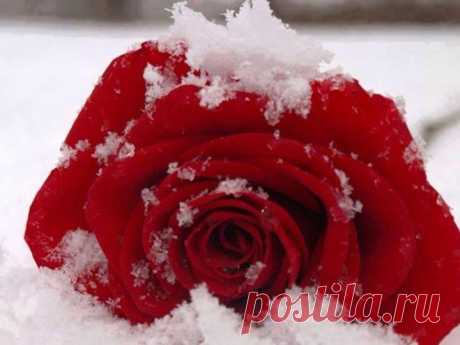Роза в снегу!
