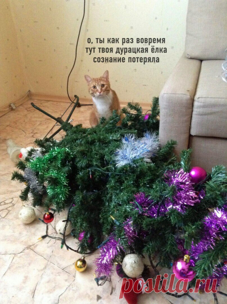 Уморительная подборка новогодних котиков. Смотрите пока нарезаете салаты! 1,5 минуты просмотра заменяют полдня смеха! | Забавный Бим | Яндекс Дзен