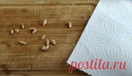 Как из лимонной семечки вырастить красивое дерево: берем лимон и яйцо