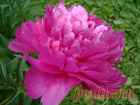 Легенды Цветочного гороскопа. Пион (13 ноября - 22 ноября).