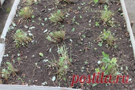 Безжалостная обрезка земляники. | Есть время под солнцем | Яндекс Дзен