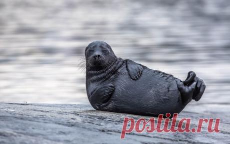 «Топ-модель» Краснокнижная ладожская нерпа. Карелия, Россия. Автор фото – Виктор Дубинкин: nat-geo.ru/photo/user/52604/