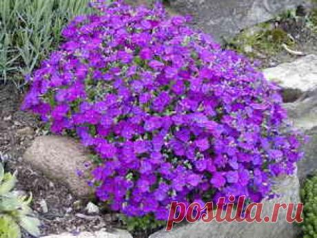 Обриета, секреты выращивания | Дача - впрок