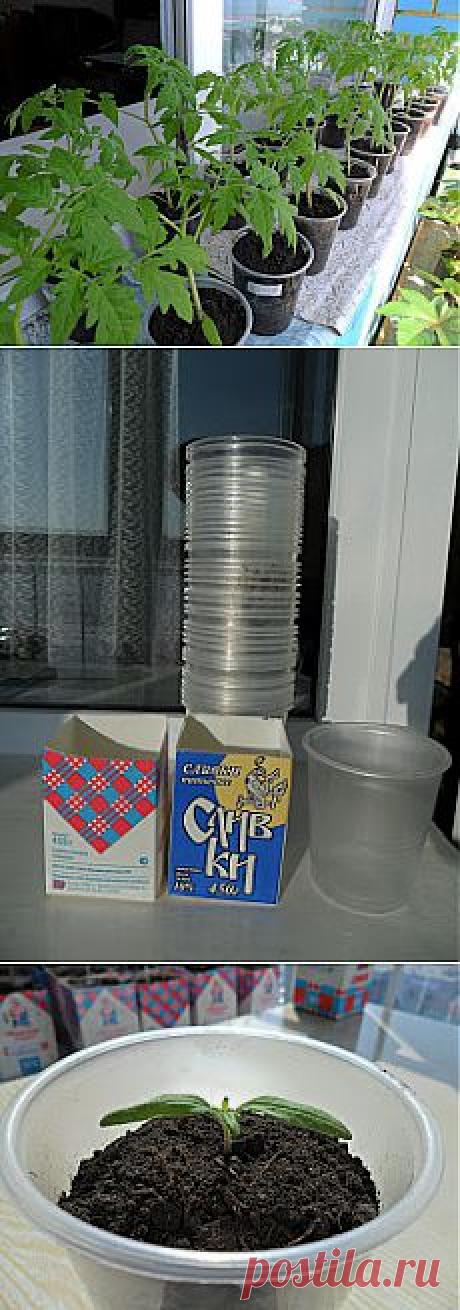 Вкусный Огород: Выращивание рассады помидоров