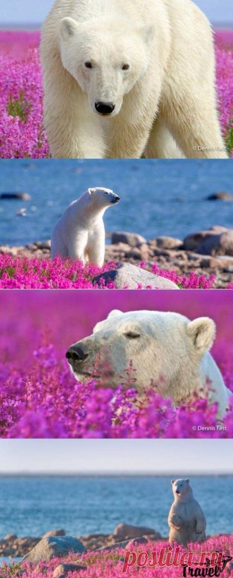 Белый медведь и снег - банально | WorldCity